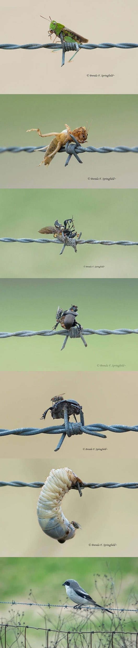 Bird picks up bugs and impales them on barbed wire