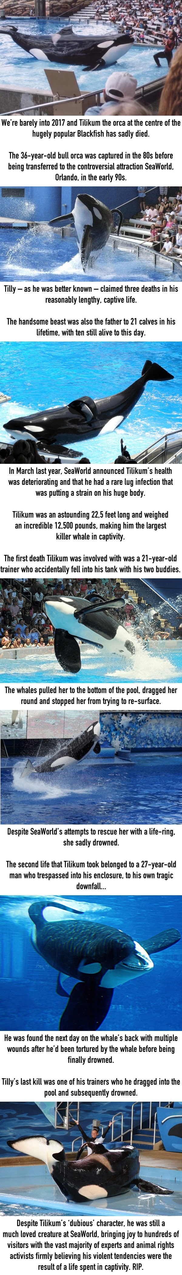 Killer whale Tilikum from 'Blackfish' dead at 36