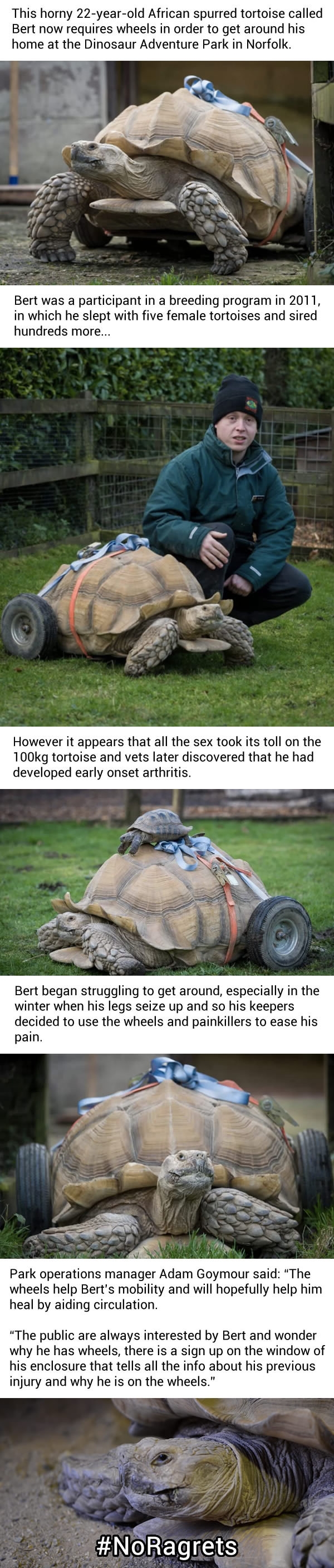 Tortoise has to be fitted with wheels