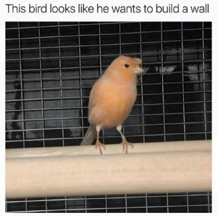 Trump bird