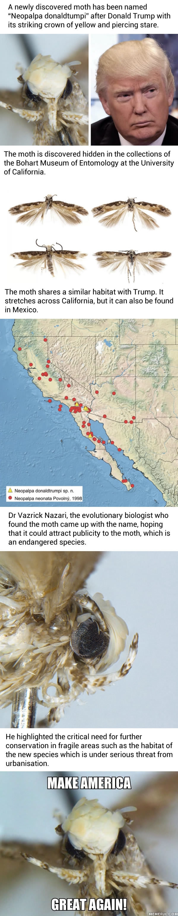 New species of moth has been named after Trump