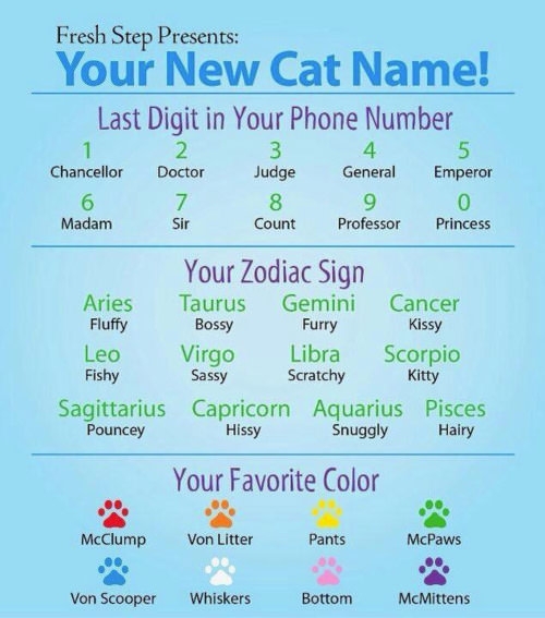 Your new cat name