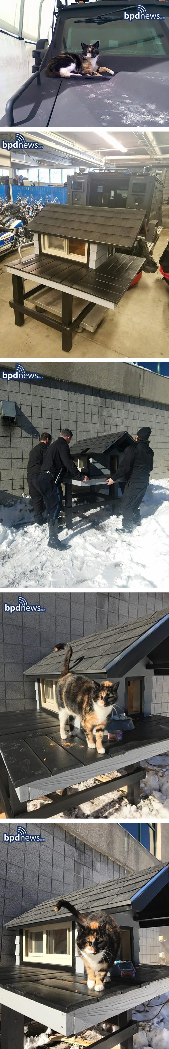 Boston Police build cozy 'condo' for stray cat