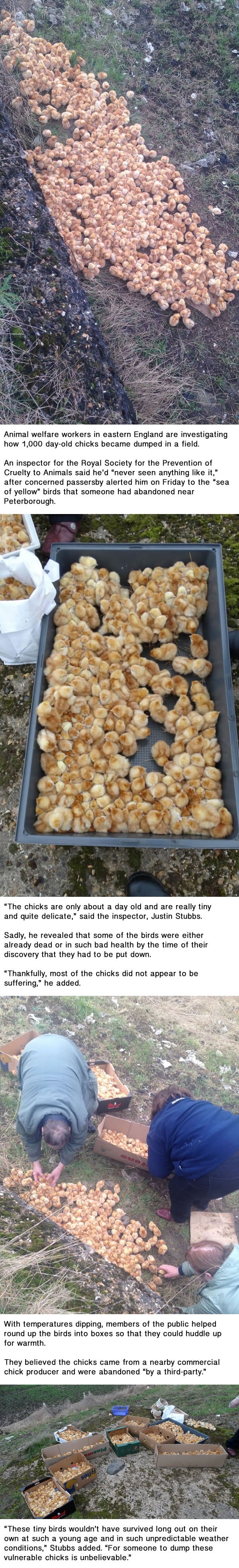 1,000 tiny chicks dumped in a field left to die