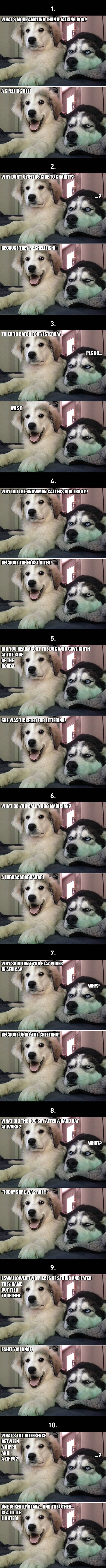 10 best bad puns dog memes ever