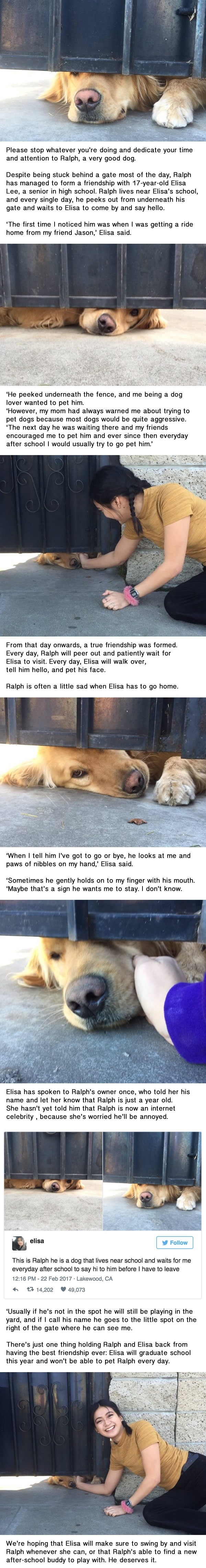 Ralph peeks out from under a gate to wait for his best friend