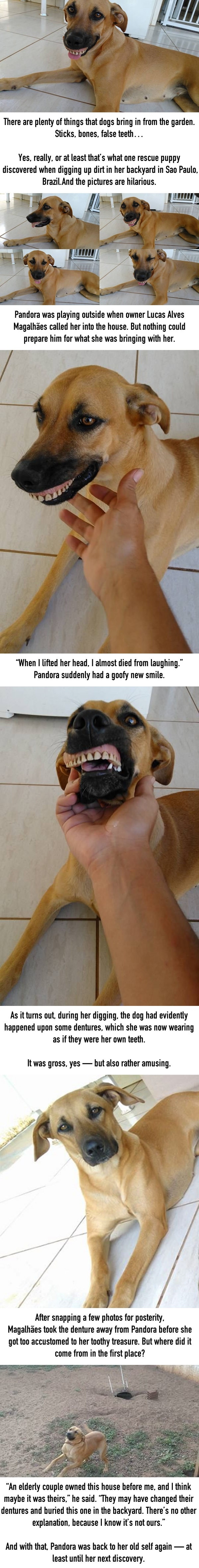 Man is shocked when his dog walks in with a weird new smile