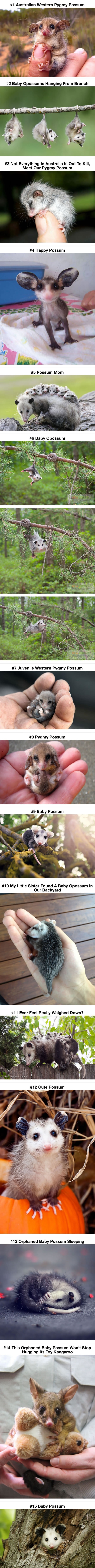 Awesome possums & opossums you may not have seen