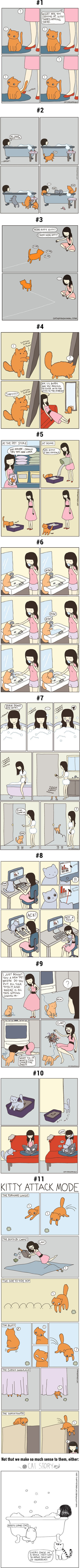 11 weird cat habits hooman may never understand