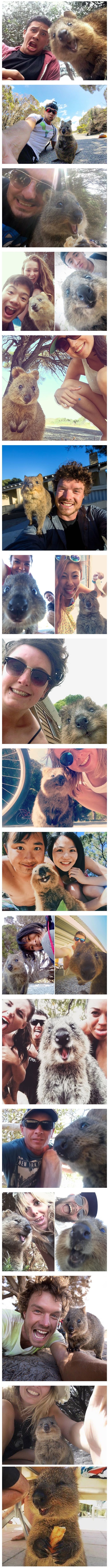 Australians taking selfies with quokkas