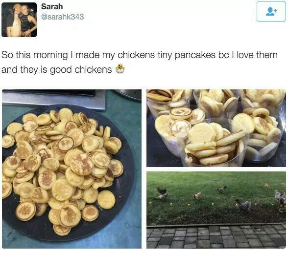 They is good chickens...