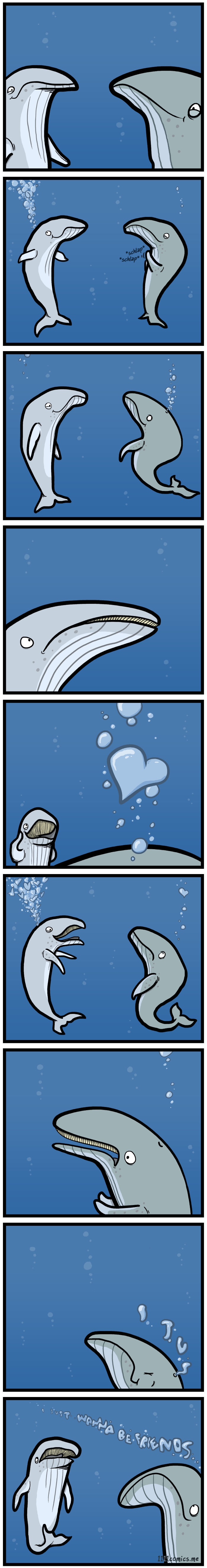 Humpback whale's first date