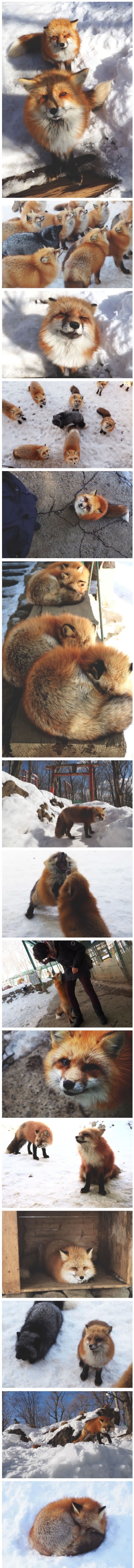 Fox village in Japan