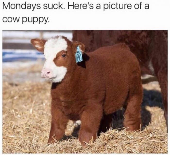 Cow puppy