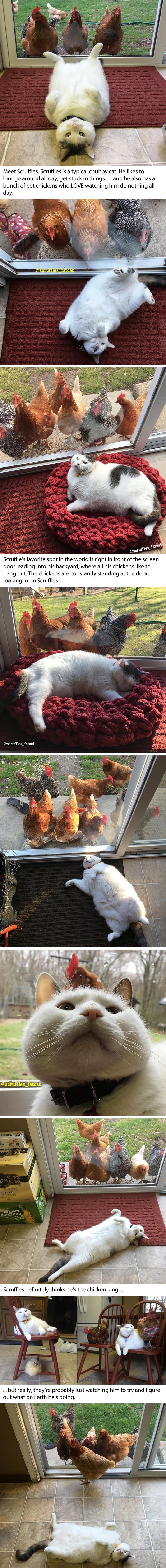 Cat doesn't understand why chicks are so obsessed with him