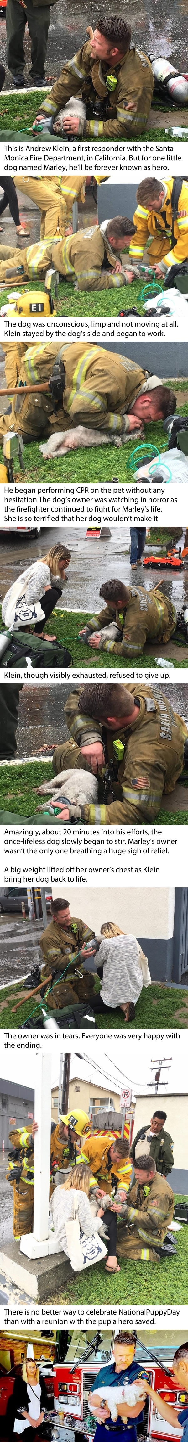 Firefighters rescue pup