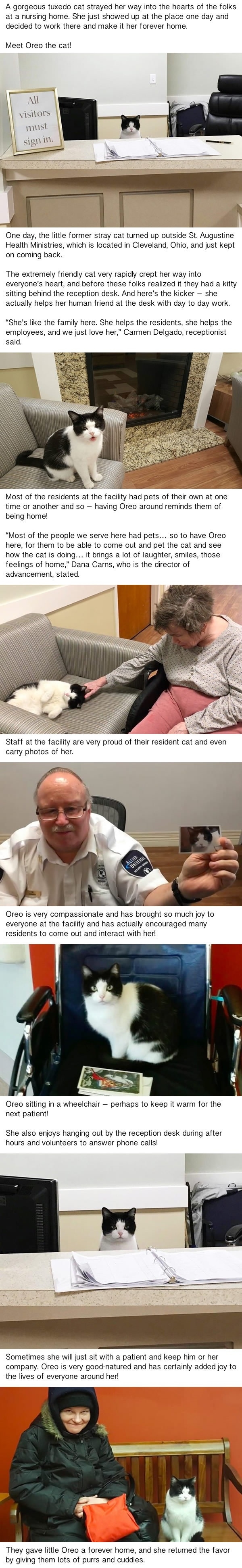 Stray cat wanders into a nursing home..