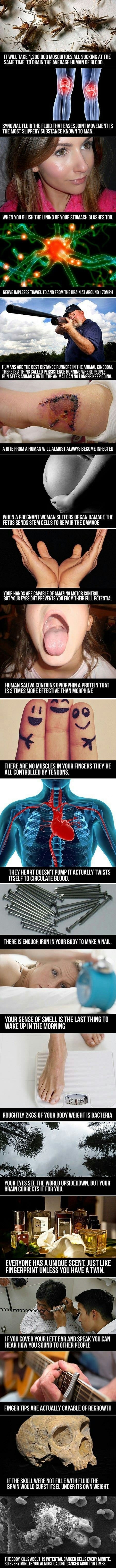 Human body facts