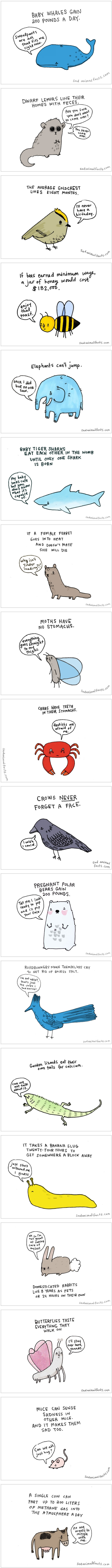 Sad animal facts