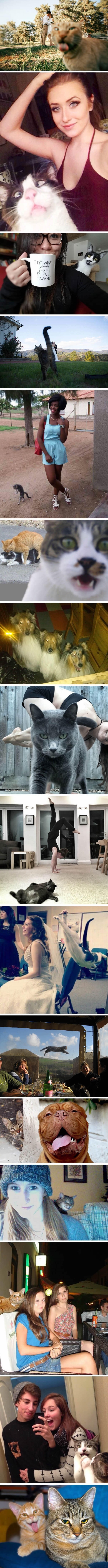 Cats photobombing purrfect shots