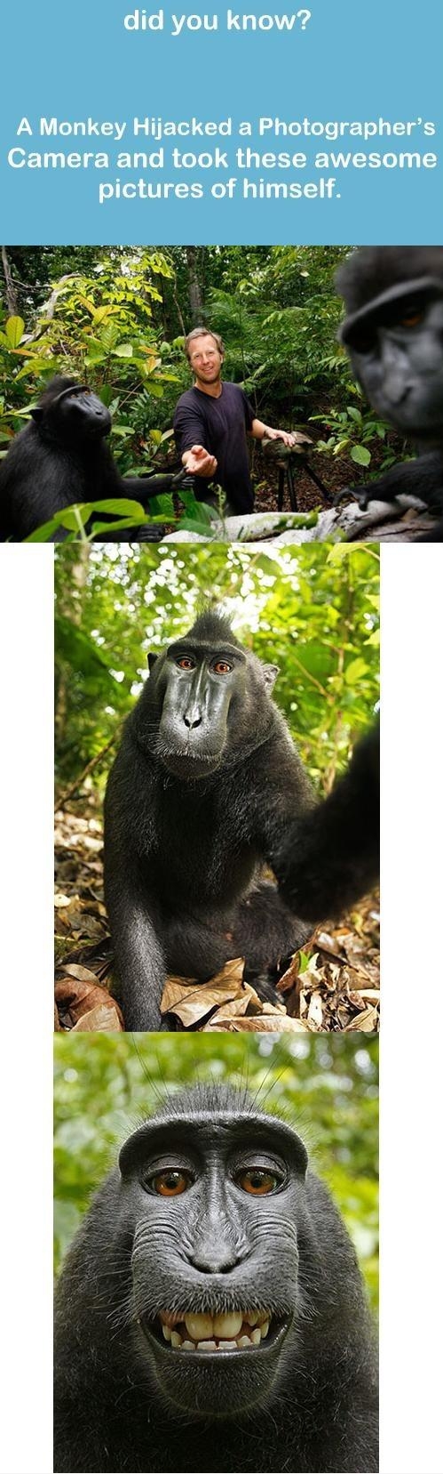 Epic Monkey Is Epic