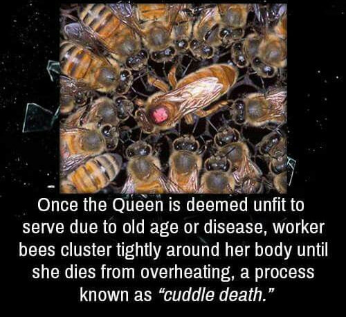 Bee fact