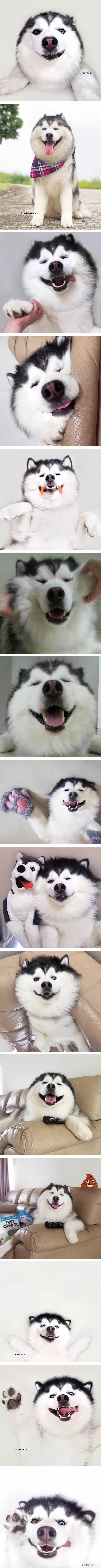 Maru the happy husky that looks like a fluffy panda