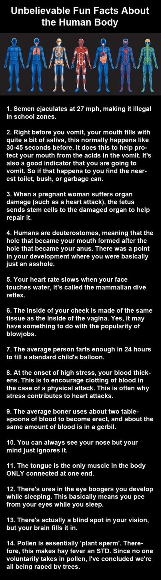 Facts about the human body