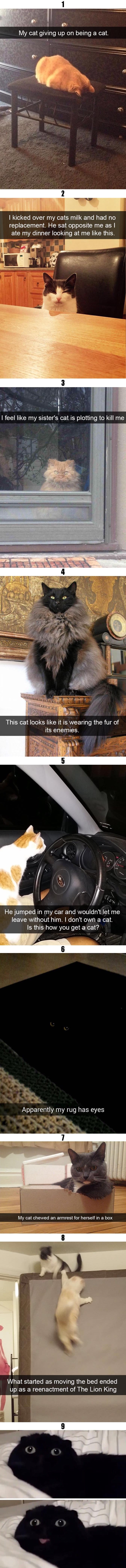 Here are some funny cats in case you have a bad day