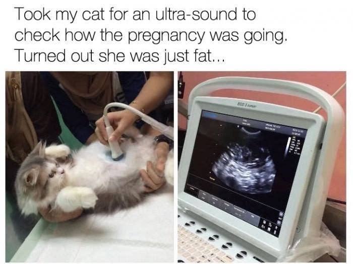 Just a fat cat