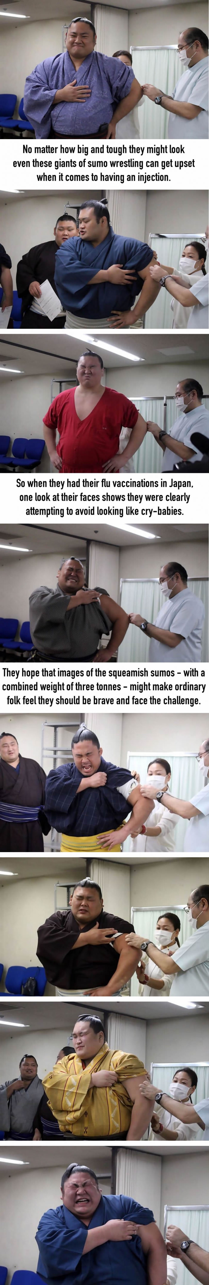 Sumo wrestlers wince in agony while having flu jabs