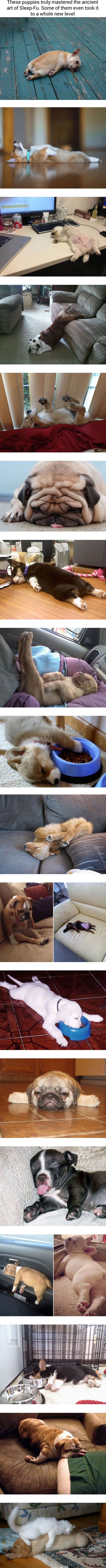 Sweet puppies who take the art of Sleep-Fu to a whole new level