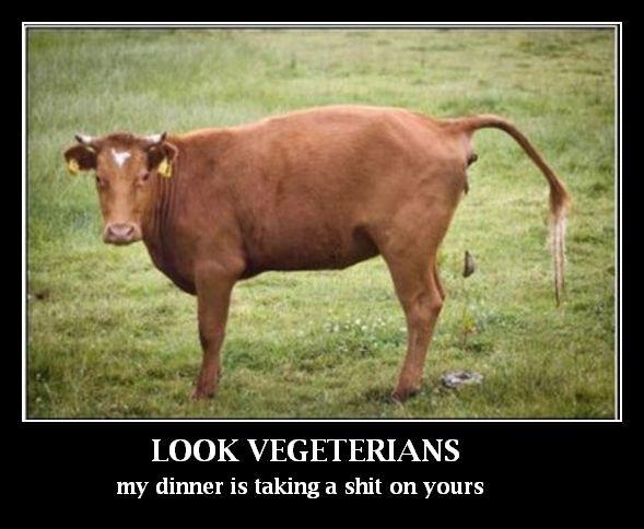 Top of the food chain