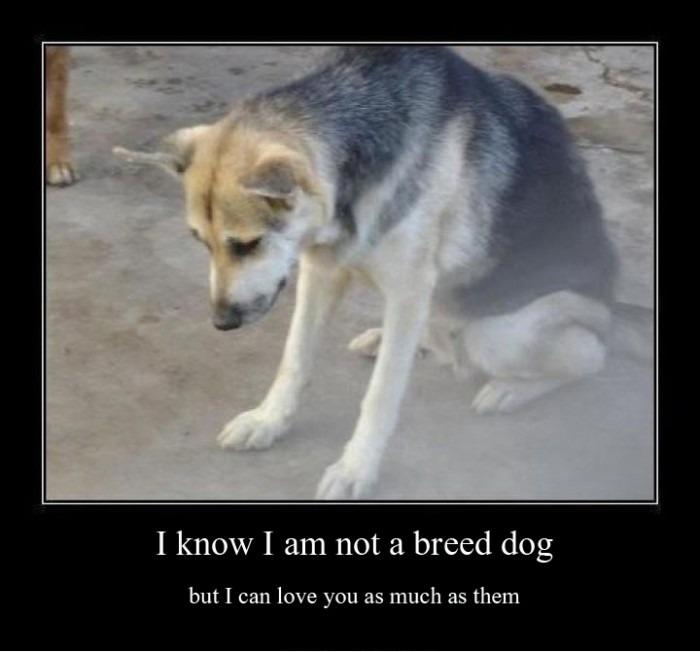 They Are The Best Dogs