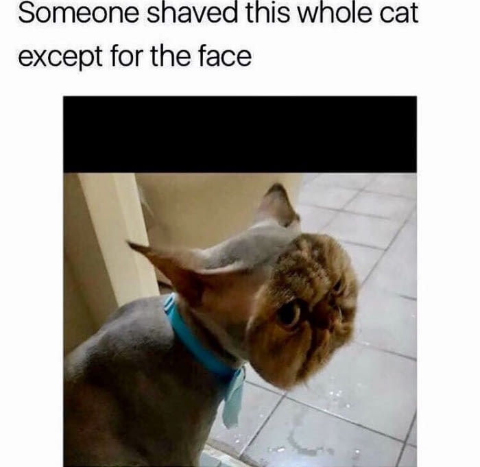 I need go get my cat shaved like this