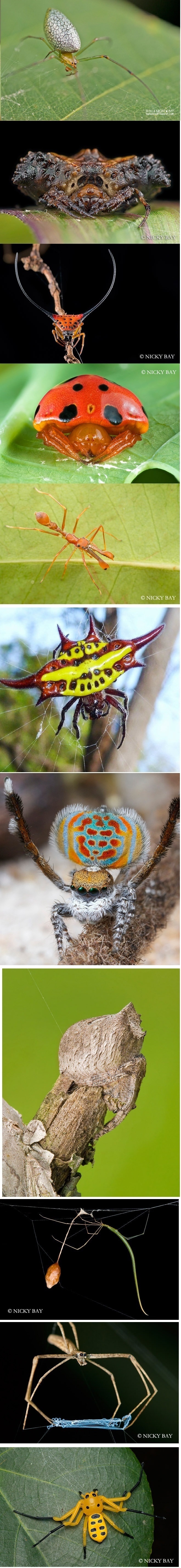 Bizarre spiders species