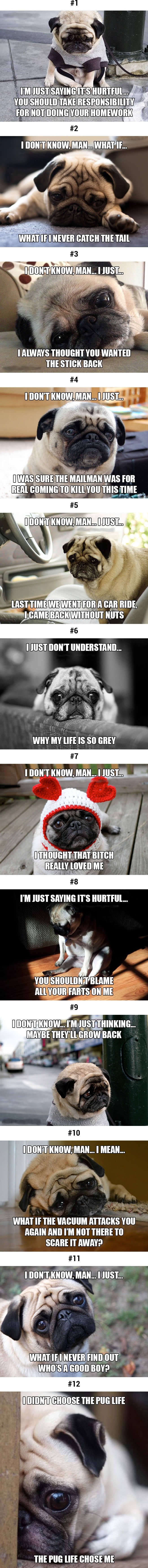 This sad pug will make you smile