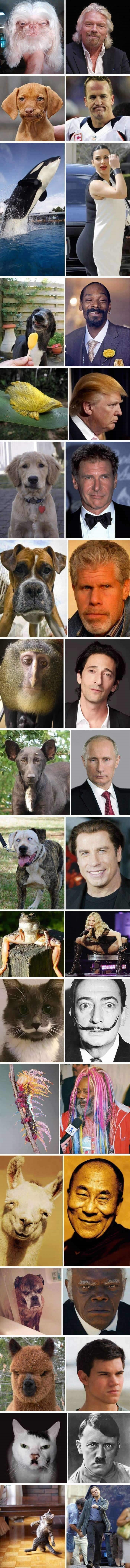 Celebs and their animal lookalikes