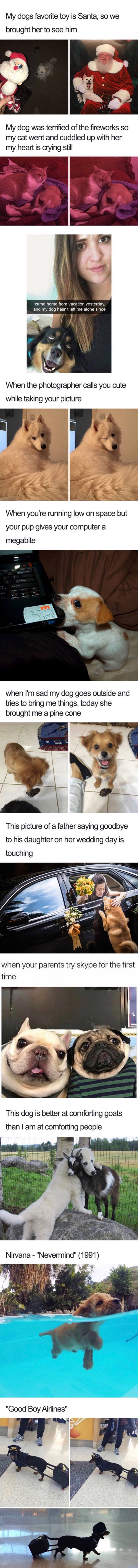 Dog memes are so heartwarming