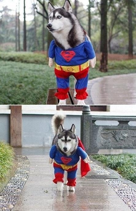 Superdog To The Rescue!