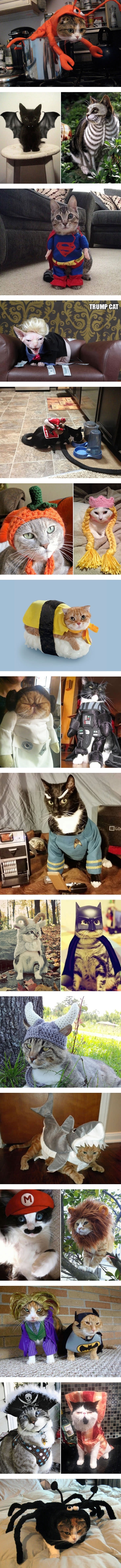 Halloween cat costumes