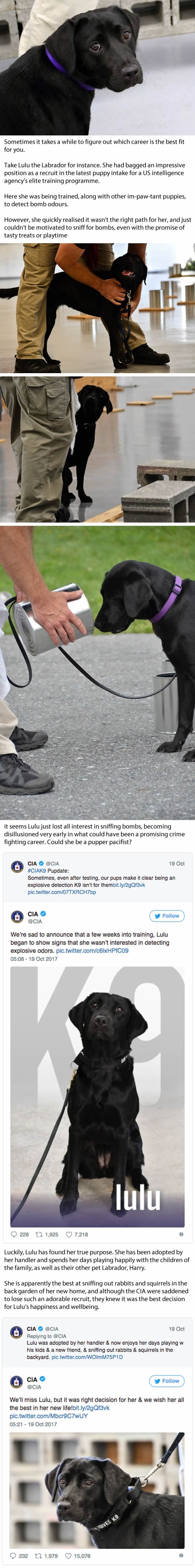 Dog got fired from CIA because sniffing bombs just wasn't her thing