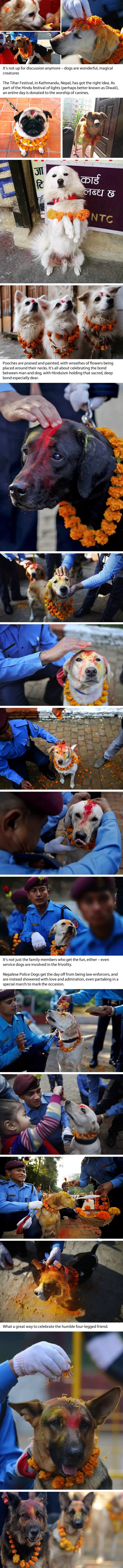 Dogs are blessed with colourful Tilaka during the Tihar festival in Nepal