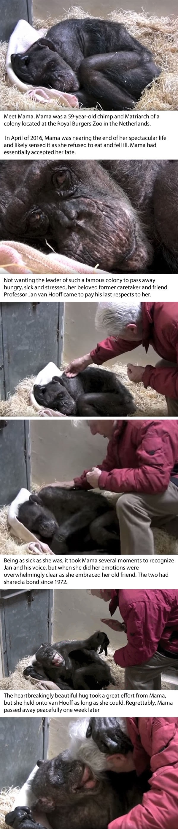 Dying 59 y/o chimp recognises her old caretakers voice