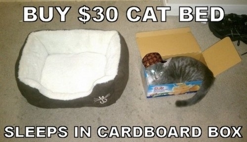 Scumbag cat
