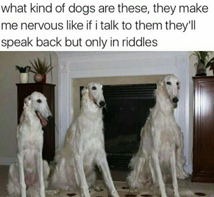 Something about these dogs