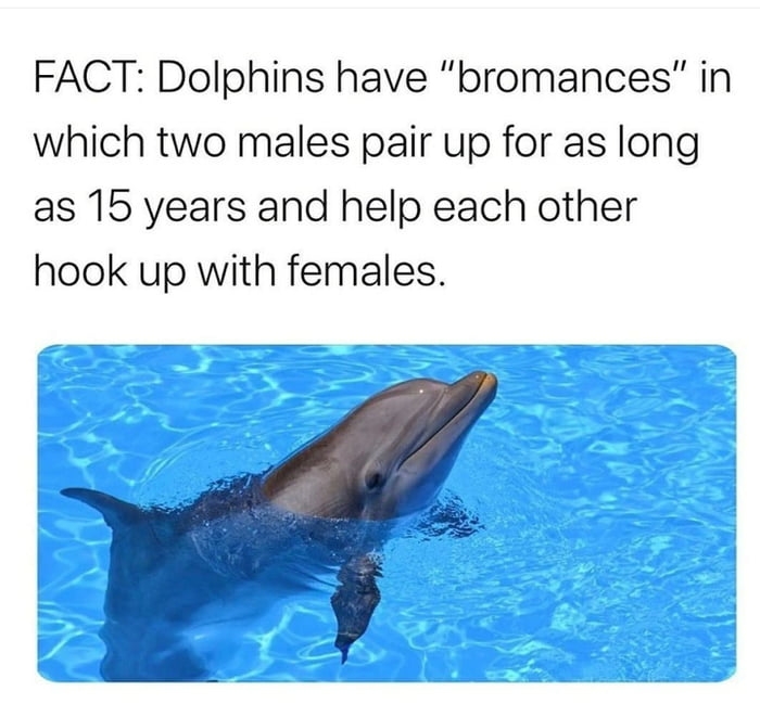 Dolphin bro code