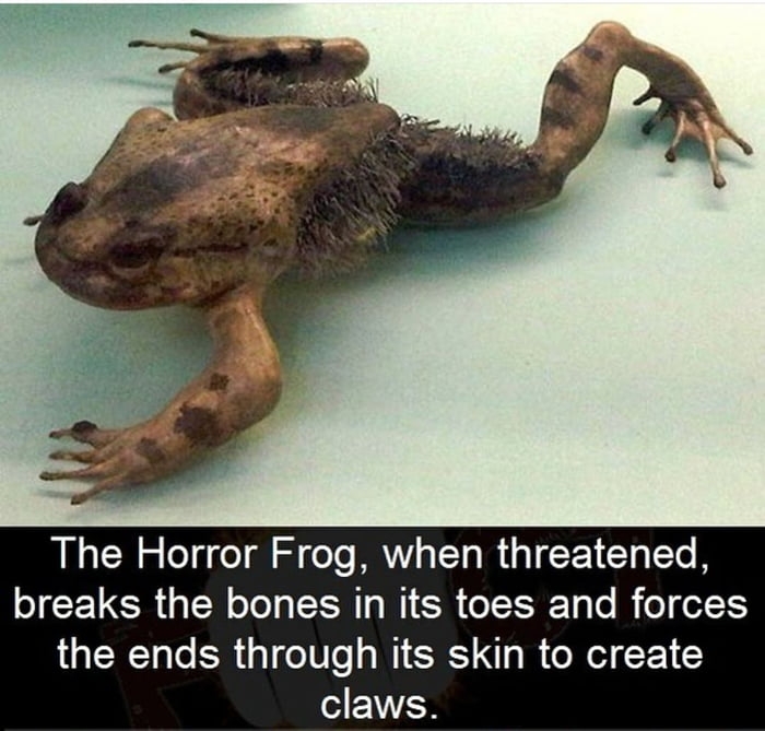 The horror frog