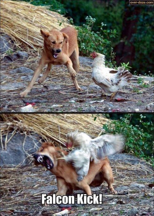 Chicken lvl: Like a boss