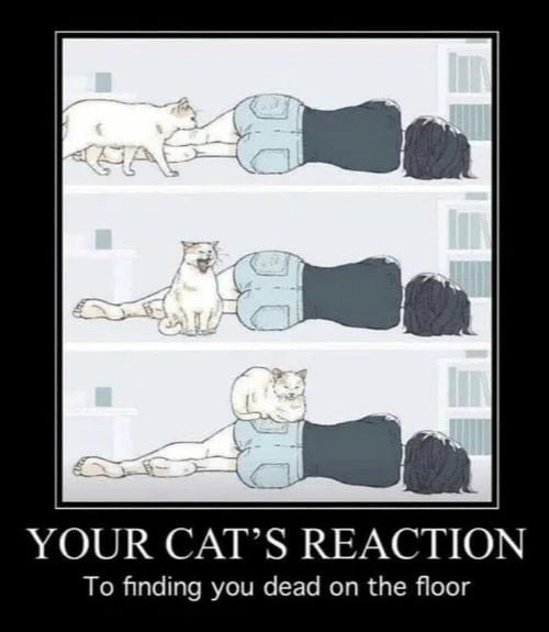 Your cat's reaction